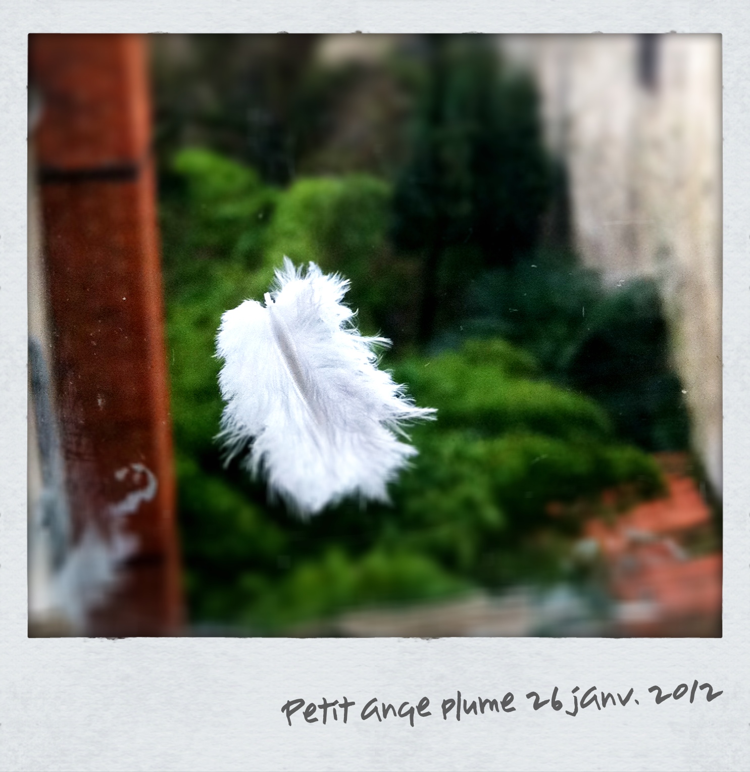 petites plumes blanches